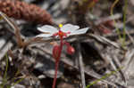 dwarf sundew